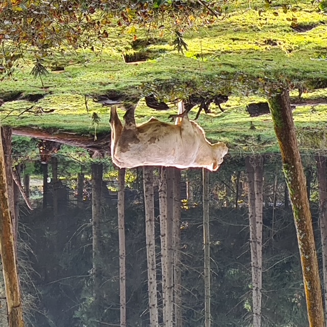 Zen.nl, Zen, meditatie, leren mediteren, foto